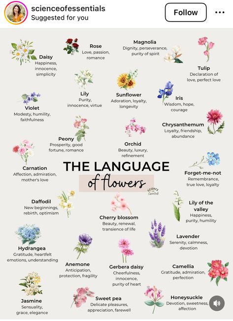 Pretty Flowers And Their Names, Wild Flowers Meaning, Kinds Of Flowers Types Of, Flower Species Poster, Flower Meaning Friendship, Stargazer Lily Meaning, Meaning Behind Flowers, Aeris Meaning, All Flowers Name List