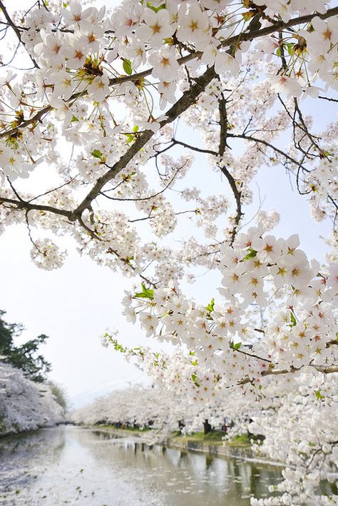 White blossoms. Cherry Trees, Image Nature, In Memory Of Dad, Have Inspiration, Beltane, Blossom Trees, Spring Blossom, Alam Yang Indah, Happy Memories