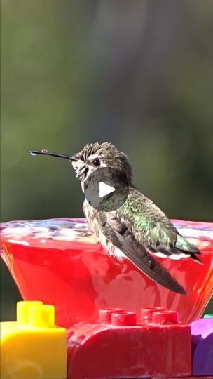 3.4K views · 984 reactions | Hummingbirds love this bird bath made from a Funnel and cat pet fountain, easy to make, and no Sun needed or use Solar fountain pump, your choice. #hummingbird #hummingbirds #bird #birds #hummer #wildlife #wildlifephotography #wildbirds #wildbird #animals #animal #funnel #upcycle #upcycling #cute #lego #fountain #crafts #craft #recycle #solar #gardendesign #toocute #robbieandgarygardeningeasy #birdlovers #hummingbirdlover #feelgood | Robbie and Gary Gardening Easy | robbieandgarygardeningeasy · Original audio Lego Fountain, Hummingbird Fountain, Cute Lego, Pet Fountain, Solar Fountain, Fountain Pump, Cat Pet, Wild Birds, Water Fountain