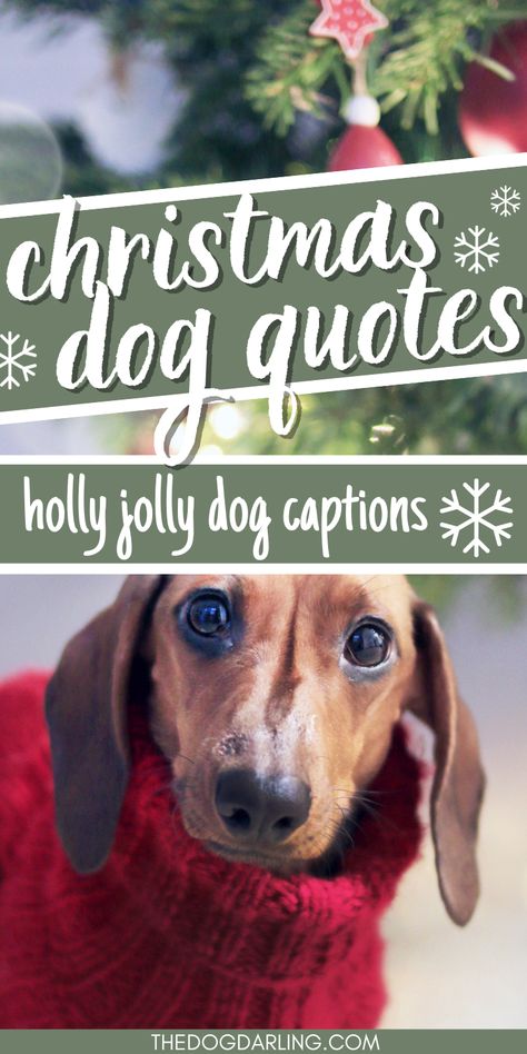 If you are looking for dog christmas quotes then this post is for you. These dog christmas captions are great for Instagram or christmas cards! Dog Messages To Owner, Doggie Christmas Photos, Dogs And Wine Quotes, Dog Holiday Quotes, Christmas Quotes Dogs, Dog Holiday Card Ideas, Funny Dog Christmas Cards Photo Ideas, Christmas Pet Photo Ideas, Dog Christmas Card Sayings