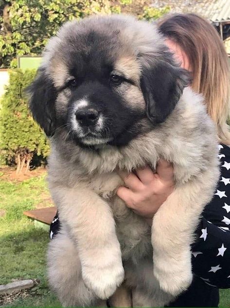 Big Cute Dogs, Sarplaninac Dog, Relationship Outfits, Caucasian Shepherd Puppy, Small Dog Tattoo, Dogs Tattoo Ideas, Dog Ear Tattoo, Cute Big Dogs, Chihuahuas Dogs