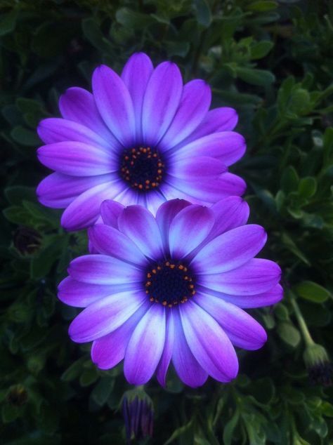 Purple Flower Photography, Flower Reference Photo, Pics Of Flowers, Purple Flower Pictures, Purple Flower Tattoos, Nail Art Flower, Photos Of Flowers, Pretty Flowers Pictures, Best Flower Pictures