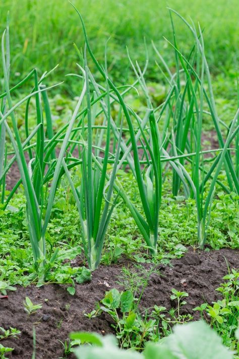 Onions From Seed, Vegetables Side Dishes, Onion Garden, Grow Onions, Seed Growing, Design Garden Ideas, Growing Onions, Onion Bulbs, Planting Onions