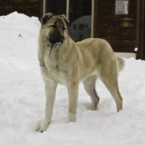 Kangal Shepherd, Western Type, Kangal Dog, Livestock Guardian Dog, Livestock Guardian, Armenian Culture, Historical Timeline, Anatolian Shepherd, Sled Dog