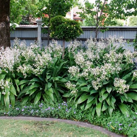 Nz Rock Lily, New Zealand Rock Lily, Native Nz Garden, Nz Garden Ideas, Architecture Plan Photoshop, Nz Native Garden Landscape Design, Nz Native Garden, Dry Shade Garden, Magnolia Bed