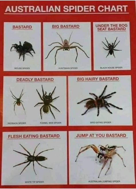 Spider Identification Chart, Black House Spider, Spider Chart, Australian Spider, Spider Identification, Redback Spider, Funnel Web Spider, Huntsman Spider, The Satanic Bible