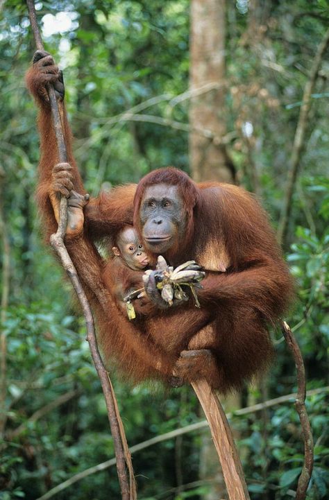 Bornean Orangutan, Wild Animals Pictures, Great Ape, Endangered Animals, Animal Species, Primates, Microsoft 365, Microsoft Outlook, Animal Planet