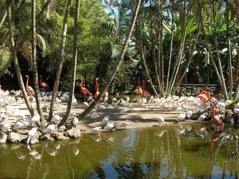 Miami Sightseeing, Davie Florida, Flamingo Garden, Wildlife Sanctuary, Tropical Rainforest, Garden Boxes, Vacation Places, Fort Lauderdale, Wikimedia Commons