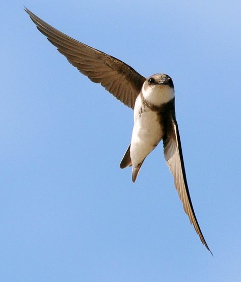 SAND MARTIN | Tony Llewellyn | Flickr Sand Martin, British Birds, Birds, Photography