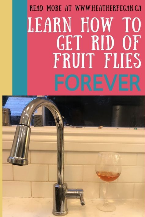 Where Do Fruit Flies Come From, Remove Fruit Flies, Rid Of Fruit Flies, Killing Fruit Flies In House, How To Remove Fruit Flies, Kill Fruit Flies In House, Home Remedy For Fruit Flies, How Do You Get Rid Of Fruit Flies, Fruit Flies In Drain Sinks