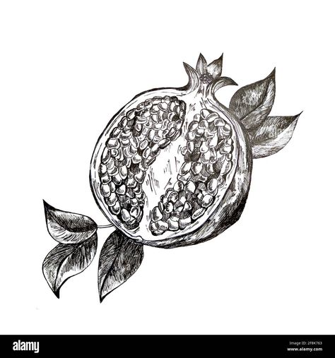 Palmagranet Tattoo, Pomegranate Line Drawing, Drawing With Black Background, Pomegranate Sketch, Pomegranate Illustration, Pomegranate Drawing, Pomegranate Tattoo, Pomegranate Color, Pomegranate Art