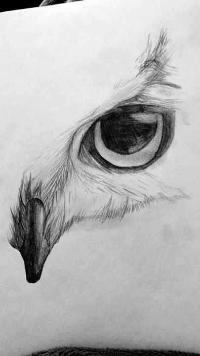 How To Sketch Animals Step By Step, Hedwig Drawing Easy, Pencil Art Drawings Animals Easy, Hedwig Drawing, Owl Drawing Sketches, Hedwig Tattoo, Easy Pencil Drawings, Owl Sketch, Drawing Eyes