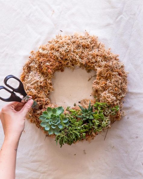 Diy Succulent Wreath, Love Diy Crafts, Moss Wreath Diy, Succulent Wreath Diy, Succulent Wall Hanging, Stick Christmas Tree, Succulent Planter Diy, Living Wreath, Moss Wreath