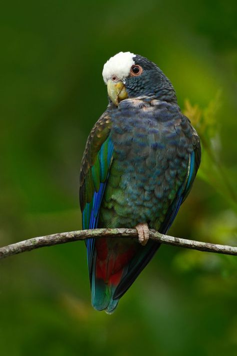 White-capped Parrot (Pionus seniloides) Pionus Parrot, Caique Parrot, White Capped Pionus Parrot, Thick Billed Parrot, Lutino Pearl Cockatiel, Plum Headed Parrot, White Caps, Cool Pets, Nature Animals