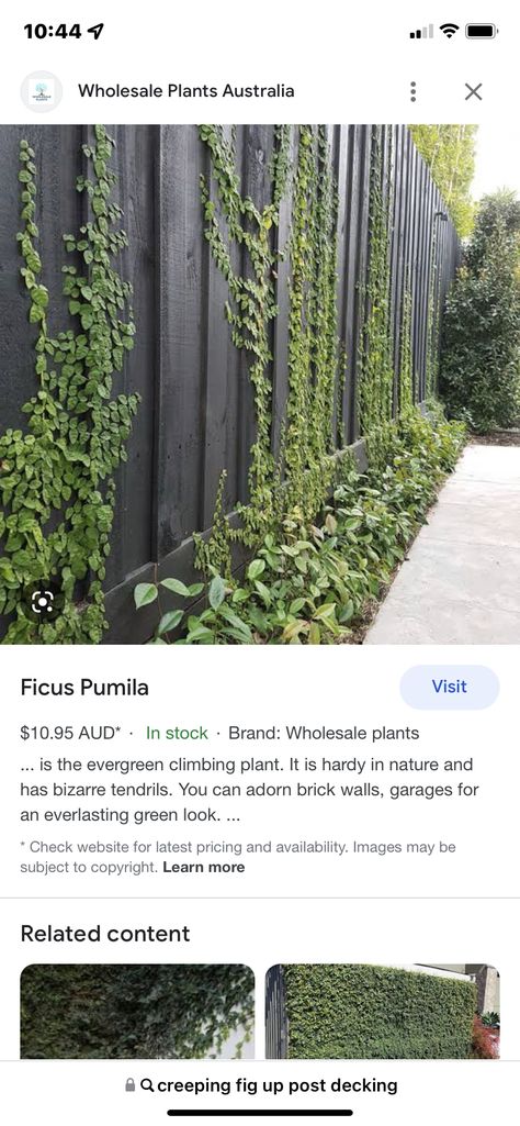 Creeping Plants Wall Fence, Creeping Fig Wall Outdoor Spaces, Creeping Fig On Fence, Black Fence With Ivy, Screening Plants Australia, Ficus Pumila Wall, Australian Native Screening Trees, Screening Plants Australia Fence, Tropical Screening Plants Australia