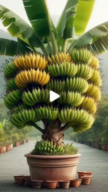 MEI GARDEN on Instagram: "How to grow fruit banana In the pot get a lot of different fruits
.
.
.
.
#bananas #banana #bananabread #fruit #strawberries #fruits #bananasplit #bananapancakes" Growing Bananas From A Banana, Growing A Banana Tree From A Banana, Red Banana Tree, Banana Garden, Banana Tree With Fruit, Grow Banana Tree, How To Grow Bananas, Fruit Banana, Banana Tree