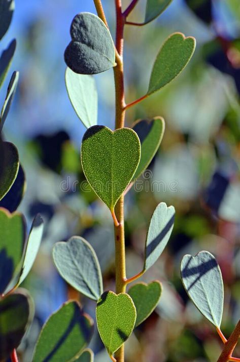 Heart Shaped Plants, Heart Shaped Leaves Plants, Spiritual Education, Western Family, Heart Shaped Leaves, Australian Native Garden, Pattern Leaf, Heart Leaf, Australian Plants