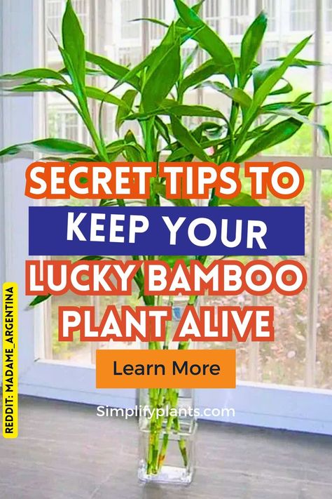 "Discover essential tips for Lucky Bamboo Care to keep your Bamboo Plant Indoor thriving! This guide covers everything you need to know about caring for Indoor Bamboo Plants, including watering, light requirements, and optimal conditions for Dracaena Sanderiana. Elevate your space with beautiful Bamboo House Plants and learn the best practices for Bamboo Plant Care. Bamboo Plant Indoor, Lucky Bamboo Care, Indoor Bamboo Plant, Bamboo House Plant, Bamboo Plant Care, Container Gardening Fruit, Indoor Bamboo, Dracaena Sanderiana, Best Plants For Bedroom