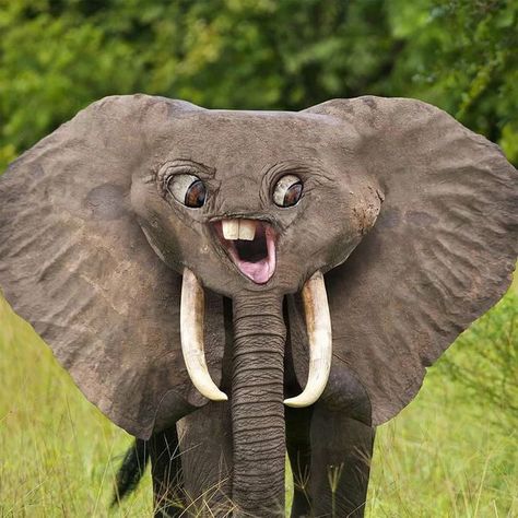 Just a tiny elephant running around - 9GAG Elephant Running, Elephant Funny, Tiny Elephant, Daily Dose, Funny Memes, Elephant, Doodles, Humor, Running