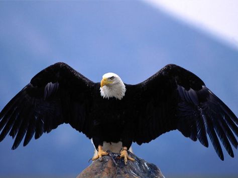 Chaque oiseaux est unique , et possède des caractéristiques qu’on peut faire aisément correspondre au caractère humain. Si on vous dit par exemple que vous êtes une poule, un perroquet ,ou un vau t… Types Of Eagles, Aigle Royal, Powerful Pictures, Eagle Images, Eagle Wallpaper, Eagle Pictures, Eagle Bird, Eagle Wings, American Bald Eagle