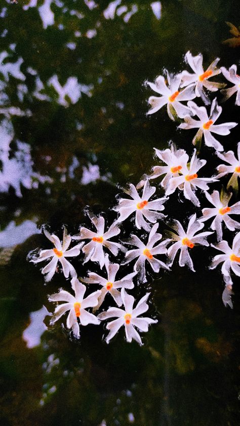 floating Night-Flowering Jasmine (Paarijaat) Night Jasmine Flower Art, Night Flowers Photography, Night Jasmine Tattoo, Shiuli Flower Painting, Raat Rani Flower, Night Jasmine Flower Painting, Indian Aesthetic Flowers, Night Jasmine Flower Aesthetic, Shiuli Flower Aesthetic