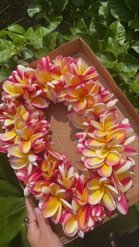 Polynesian Aesthetic, Lei Hawaii, Hawaii Lei, Plumeria Lei, Yellow Plumeria, Hawaii Aesthetic, Flower Garland Wedding, Plumeria Flowers, Flower Party