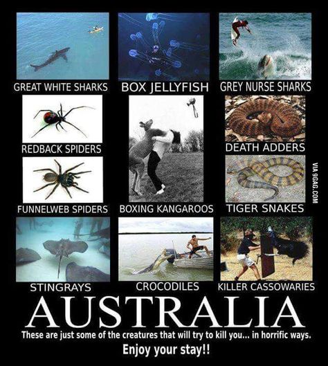 Welcome to Australia mate... enjoy your stay down under!!! Redback Spider, Aussie Memes, Funny Aussie, Australian Memes, Meanwhile In Australia, Funny Australian, Drop Bear, Australia Funny, Random Humor