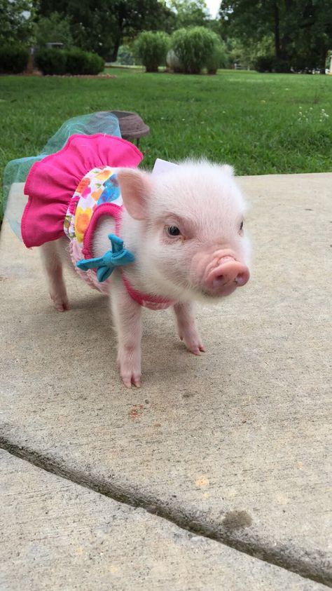 Yea Cup Pigs, Pop Belly Pigs, Pig Photos, Pot Belly Pig, Pig Pics, Pig Images, Pet Pig, Micro Pigs