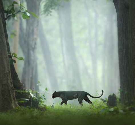 Shaaz Jung, A Man Behind Viral Black Panther 'Saya' Photos; Check Out His Amazing Photos Forest Department, Black Panthers, Majestic Animals, Leopards, Black Panther, Big Cats, Wildlife Photography, Wild Cats, Animal Kingdom