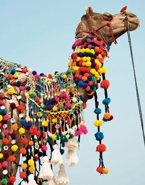 India Dress, Incredible India, India Travel, Beautiful World, Color Me, Sake, Travel Inspiration, Macrame, Camel