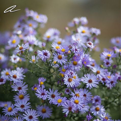 Organic German Blue Chamomile Essential Oil Vibrant blue in color, German blue chamomile oil is a cooling anti-inflammatory plant extract that nourishes and restores the skin. Known for skin healing and rejuvenating, German blue chamomile is perfect for calming the skin while bringing out your natural glow. Chamomile Garden, Duck Egg Blue Colour, Blue Chamomile, Small Flowering Plants, Chamomile Plant, German Chamomile, Hydrocortisone Cream, Chamomile Oil, Blue Tansy