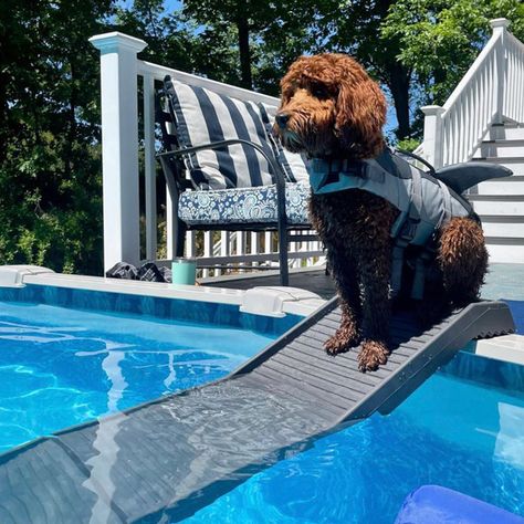 Pool Ramp For Dogs, Diy Dog Ramp, Pool Ramp, Ramp For Dogs, Puppy Pool, Safe Pool, Pool Kits, Pet Ramp, Pool Liner