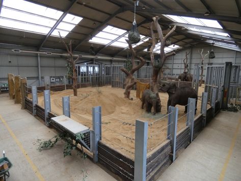 https://www.zoochat.com/community/media/asian-elephant-indoor-enclosure.495055/full?lightbox=1&update=1596740595 Zoo Backstage, Elephant Enclosure, Zoo Enclosures, Planet Ideas, Elephant Habitat, Kingdom Ideas, Animal Enclosures, Zoo Inspiration, Zoo Design