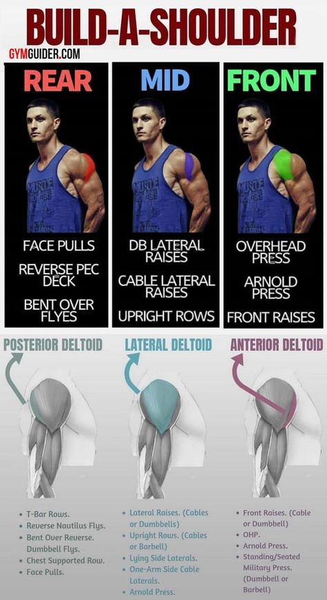 When training we mainly focus on biceps and triceps but youre missing out! Training shoulders means your physique will... Shoulder Workouts, Gym Workout Chart, Biceps And Triceps, Shoulder Muscles, Weight Training Workouts, Workout Chart, Best Exercises, Gym Workout Tips, Workout Tips