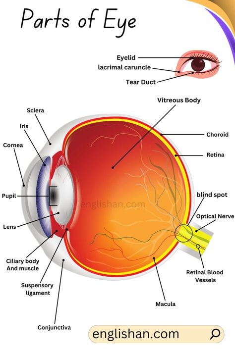 Parts of Eye with Functions, Anatomy Doctor Study, Anatomy Body Parts, Parts Of An Eye, English 101, Anatomy Coloring, Picture Vocabulary, Basic Anatomy, Creative Senior Pictures, Anatomy Coloring Book