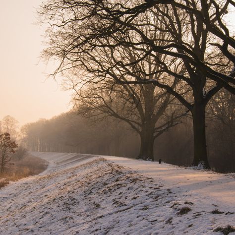 winter bare tree path landscape photo. by Anna Winter Solstice Pictures, Ice Pictures, Path Landscape, Trees Aesthetic, Happy Winter Solstice, Bare Trees, Photos Winter, Tree Mural, Winter Window