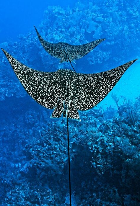 Liveaboard Diving in Belize's New Shark Sanctuaries | Scuba Diving Spotted Eagle Ray, Alfabet Font, Creature Marine, Eagle Ray, Fauna Marina, Beautiful Sea Creatures, Water Animals, Aquatic Animals, Arte Inspo