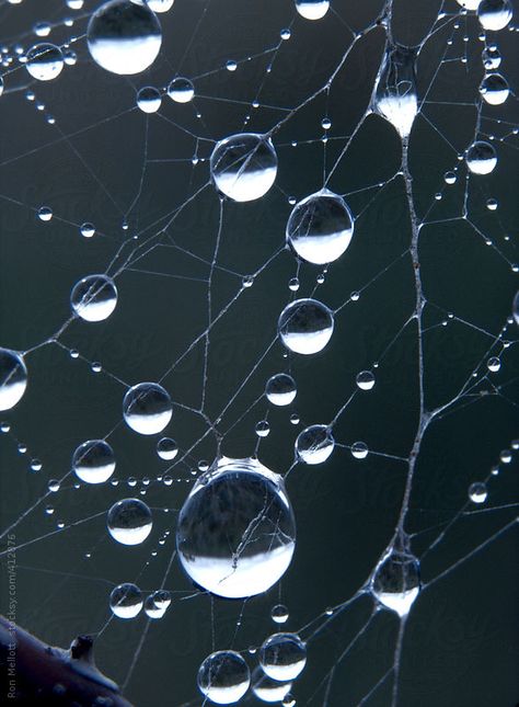 Dewdrops On Spiderwebs, Spider Web Water Drops, Dew Drops On Spider Webs, How To Draw Dew Drops, Dew On Spider Web, Spider Web Dew Drops, Spider Web With Water Drops, Spider Web Photography, Water Spider