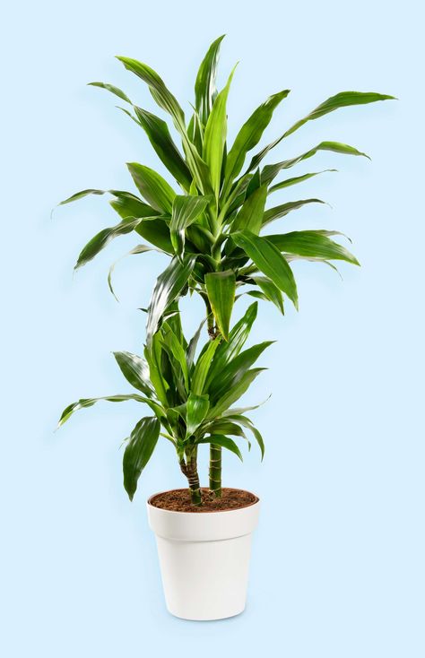 Janet Craig Plant, Dracaena Care, Dracaena Plant Care, Dracaena Janet Craig, Dracaena Plant, Cast Iron Plant, Corn Plant, Iron Plant, Fertilizer For Plants