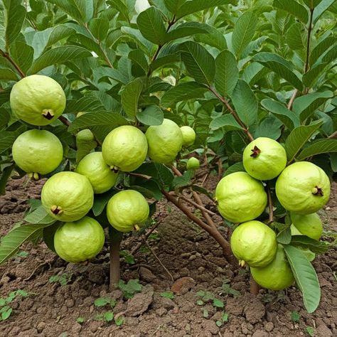 Guava Tree, Growing Fruit Trees, Growing Fruit, Fruit Trees, Trees, Fruit, Quick Saves