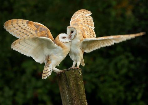 #Owls #We Two #barnowls Owl Legs, Owl Aesthetic, Owl Flying, Owl Wings, Owl Photography, Barn Owls, Owl Photos, Owl Pictures, Beautiful Owl