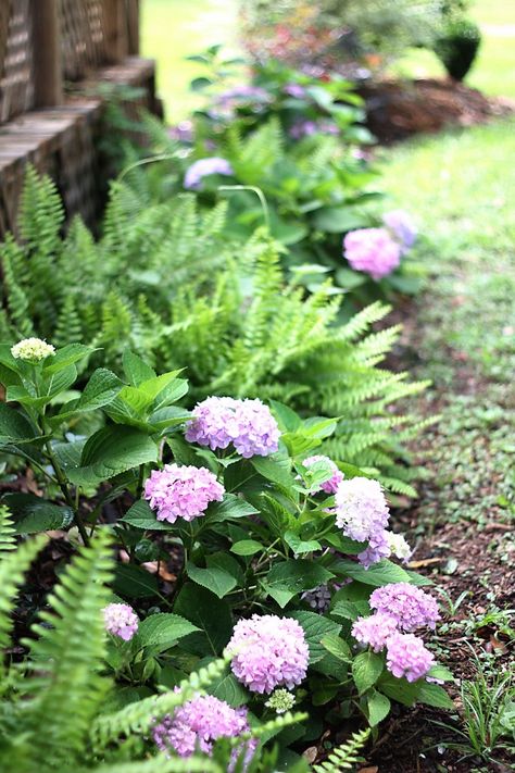 Hydrangea and ferns Ferns Front Yard, Ferns Landscaping Front Yards, Garden With Ferns, Ferns In Landscaping, Ferns Landscaping, Landscape With Ferns, Fern Landscaping, Hydrangea Garden Bed, Ferns In Flower Beds