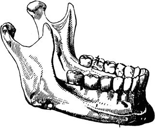 The lower jaw Jaw Reference, Bone Drawing, Bone Tattoos, Free Clipart Images, Jaw Line, The Teeth, Human Anatomy Art, Skull Artwork, Jaw Bone