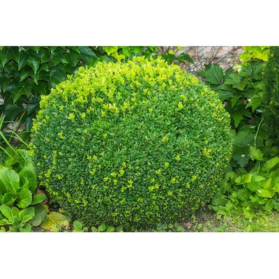 Green Velvet Boxwood, Green Mountain Boxwood, Red Twig Dogwood, Emerald Green Arborvitae, Twig Dogwood, Box Wood Shrub, Broadleaf Evergreen, Norway Spruce, Dogwood Trees