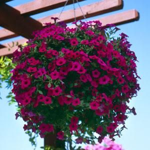 Wave Petunias, Hanging Gardens, Garden Basket, Hanging Flower Baskets, Patio Plants, Town Square, Unique Gardens, Landscaping Tips, Hanging Flowers