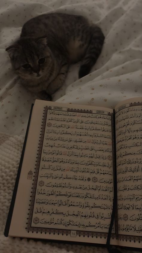 Arabic Writing, Love Cat, Follow For More, A Cat, Quran, Writing