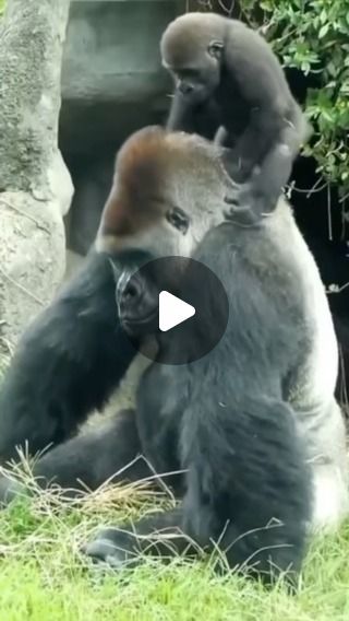 Gorilla Video, Gorilla Funny, Patience And Love, Baby Gorillas, Dad Love, Gentle Giant, Primates, Kids Playing, Funny Gif