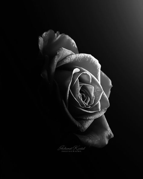 MUHAMET KARTAL | “Beauty in Contrasts” A rose in timeless black and white. Each petal tells a story in gentle shades of gray. A homage to the elegance of… | Instagram Black And White Rose Photography, Shades Of Gray, Rose Photography, A Rose, Shades Of Grey, Black And White Photography, White Roses, Beauty Skin, Different Colors