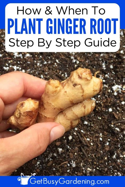 Planting ginger is easy, but you have to do it properly and at the right time if you want to get a decent crop. I’m going to show you exactly when, where, and how to plant your ginger root, with complete step-by-step instructions. Depending on your climate, this guide covers growing ginger in a pot inside or outside and how to grow ginger in your vegetable garden. Planting Ginger Root, Planting Ginger, Plant Ginger, Growing Ginger Indoors, Garden Hacks Diy, Growing Ginger, Tattoo Plant, Ginger Plant, When To Plant