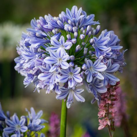 Agapanthus Full Moon Pale Blue Flowers, Hardy Perennials, Rise Above, In Full Bloom, Green Foliage, Summer Months, Pale Blue, Full Moon, Blue Flowers